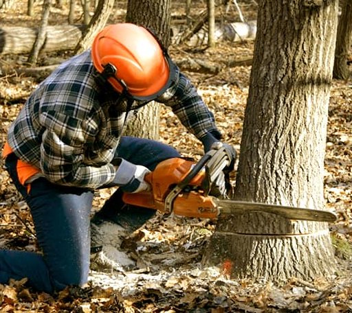 Tree Removal in Conde, SD